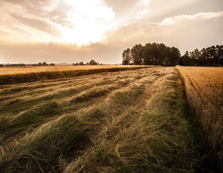Penta TMR Knight Mixer Wagons, Supreme International, Farm Aid Mixers, TMR Mixers, Vertical Mixers, Kuhn Knight, Spread-All Spreader, Mono-Mix, Manure Spreaders, John Deere, Feed Wagons, Mixer Trucks, Jaylor, Roto-King, Rot-Mix, Roorda, Kelly Ryan, Bale Processors, Oswalt, Segue TMR, NDE Mixer Wagons, JBS Agriculture, Teagle Bale Processor, New & Used Equipment, and many more brands!